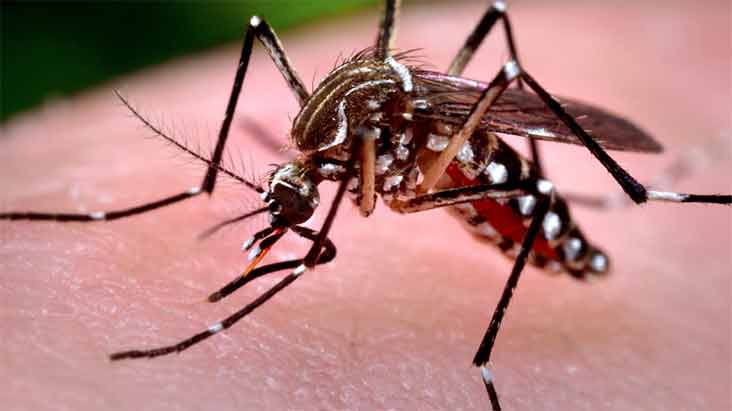 Zika vírus e a Paralisia Facial